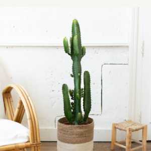 Cactus d'intérieur dans un pot dans un salon avec une chaise à côté de la plante