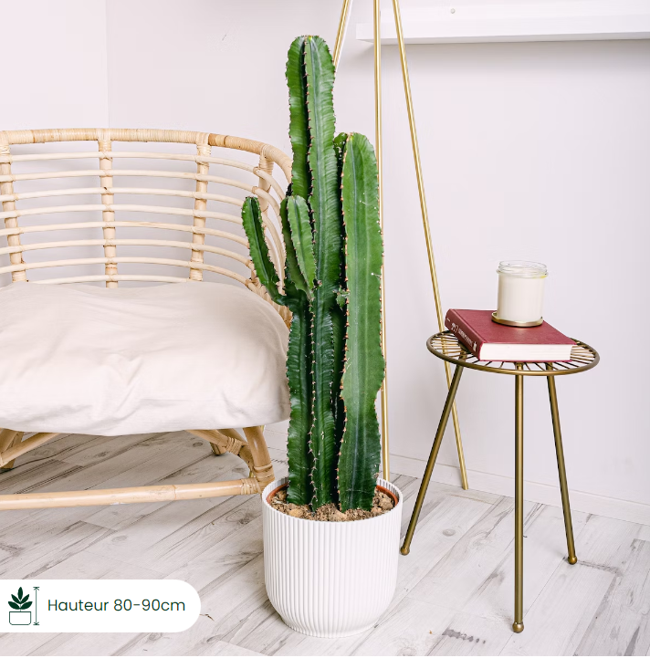 Photo produit, cactus,