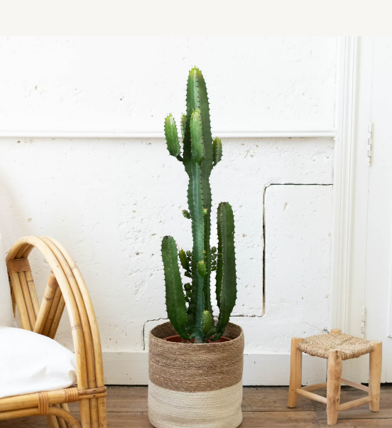 Cactus d'intérieur dans un pot dans un salon avec une chaise à côté de la plante